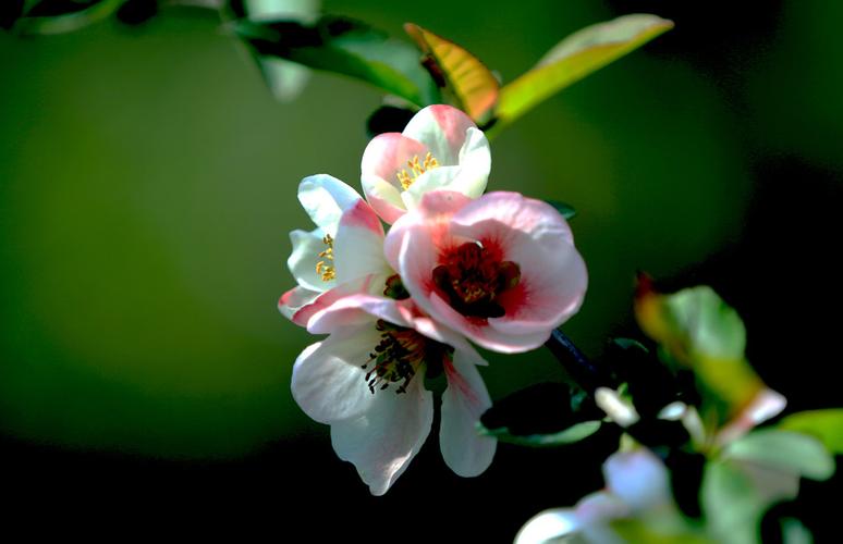 莲花汽车问题_莲花汽车怎么样了